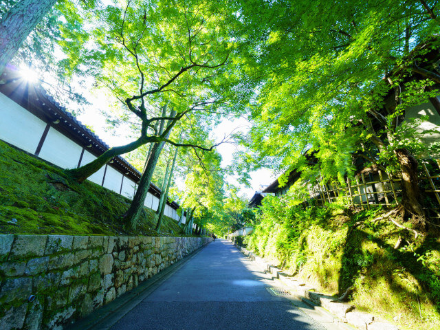 京都、青紅葉の画像です。