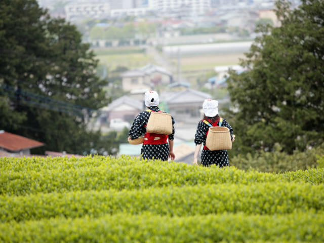 静岡、伊豆の茶畑の画像です。