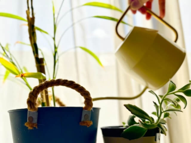 窓際で育てられている観葉植物の画像です。